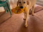 Labrador Puppies