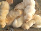 Labrador Puppies