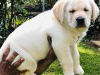 Labrador Puppy