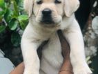 Labrador Puppies