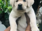 Labrador Puppies