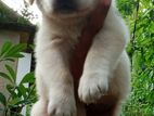 Labrador Puppies