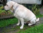 Labrador Male Dog