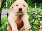 Labrador Puppies