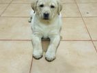 Labrado Puppies