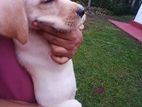 Labrado Puppies