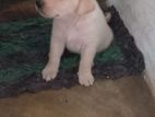 Labrado Puppies