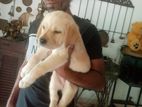 Labrado Puppies