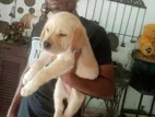 Labrado Puppies