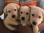 Labrado Puppies