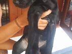 Labrado Puppies