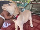 Labrador Retriever Puppy