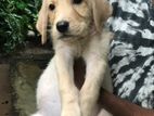 Labrador Puppies