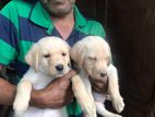 Labrador Puppies