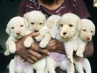 Labrador Puppies