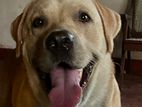 Labrador Dog for Crossing
