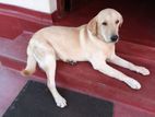 Labrado Retriever Dog