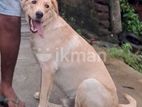 Labrador Retriever Dog