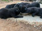 Labrado Rottweiler Mix Puppies