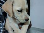 Labrador Dog