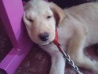 Labrado Puppy