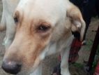 Labradog Female