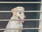 Labrador Dog