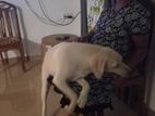 Labrador Dog