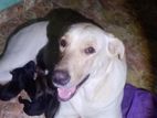 Labradog Pet Dog