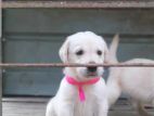 Labrador Puppy