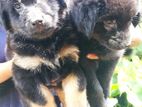 Labradoo Cross Breed Puppys