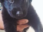 Labradoo crossed breed puppies