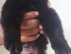 Labrador Mix Breed Puppy
