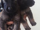 Labrador Mix Breed Puppy