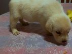 Labrador Puppy