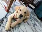 Labrador Puppy