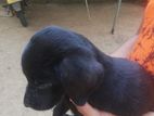 Labrador Rottweiler Mix Puppy