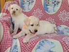 Labrador Puppies