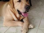 Labrador Retriever Dog
