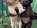 Labrador Puppies