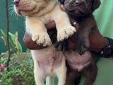 Labrador Puppies