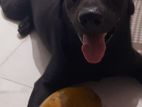Labrador Black Dog