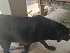 labrador black female dog