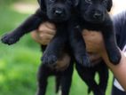 Labrador Female Puppies