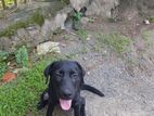 Labrador Black Female Puppy