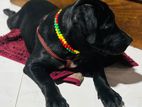 Labrador Black Dog for Kind Home