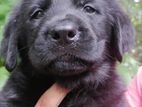 Labrador Black Puppies
