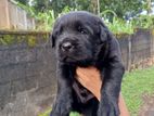 Labrador Black Puppy