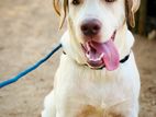 Labrador Puppy