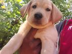 Labrador බලු පැටවුන් විකිනීමට ඇත